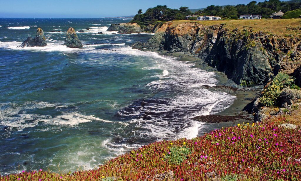 Coastline with Ice Plant